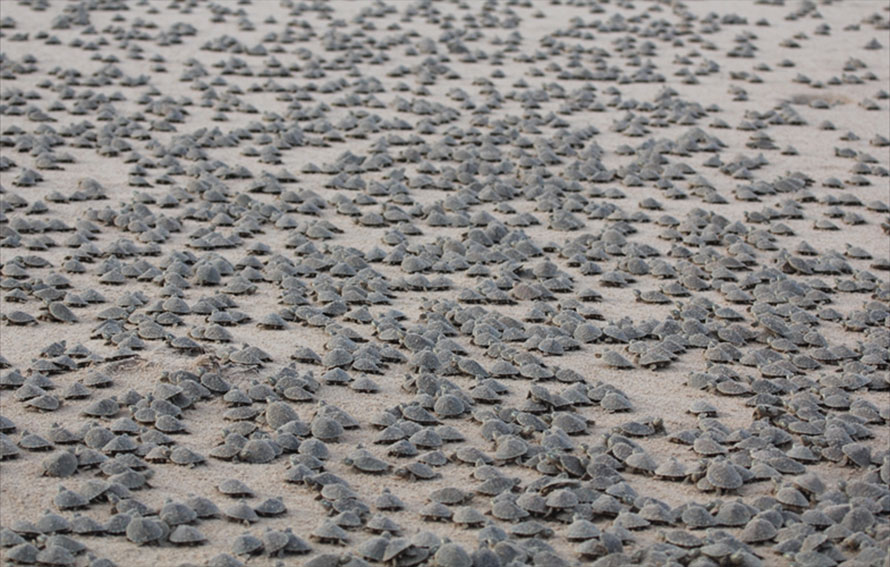 कछुवाको फौज बढेपछी  वैज्ञानिकहरु हैरान