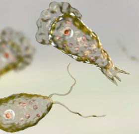 अमेरिकामा दिमाख खाने भाइरसको संक्रमण