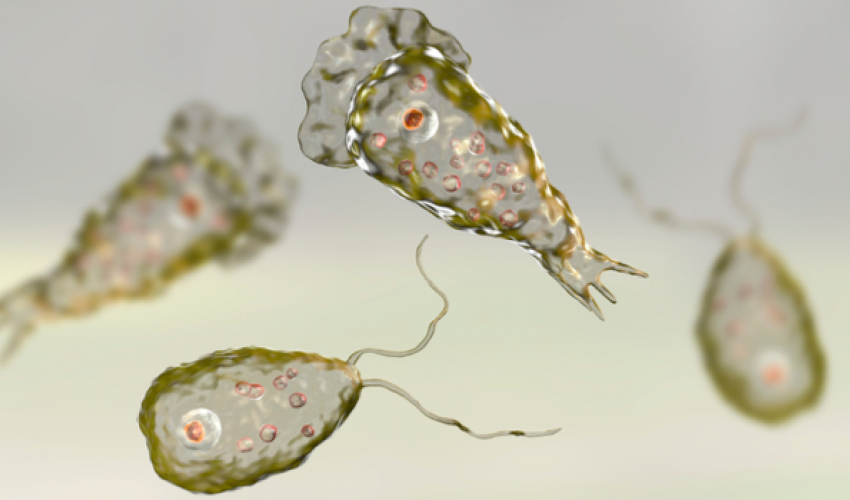 अमेरिकामा दिमाख खाने भाइरसको संक्रमण