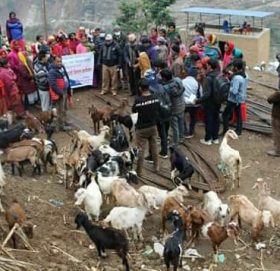 त्रिवेणीमा उप प्रमुख संग अझ नजिक कार्यक्रम अन्र्तरगत बाख्रा वितरण