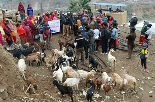 त्रिवेणीमा उप प्रमुख संग अझ नजिक कार्यक्रम अन्र्तरगत बाख्रा वितरण