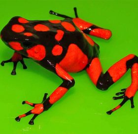 यो हो संसारकै विषालु भ्यागुतो, करोडौँमा हुन्छ तस्करी