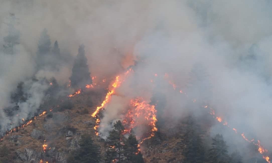 थानचोकस्थित बनमा लागेको आगो डेढ महिनासम्म पनी नियन्त्रणमा आउन सकेन