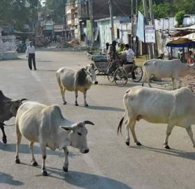 प्रदेश राजधानीको छाडा चौपाया हुम्ला पठाइयो