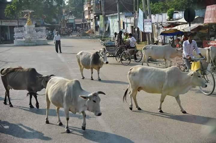 प्रदेश राजधानीको छाडा चौपाया हुम्ला पठाइयो