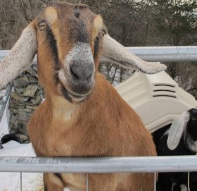 खेल मैदान बनाउँदै कुकुर र बाख्रो मेयर !