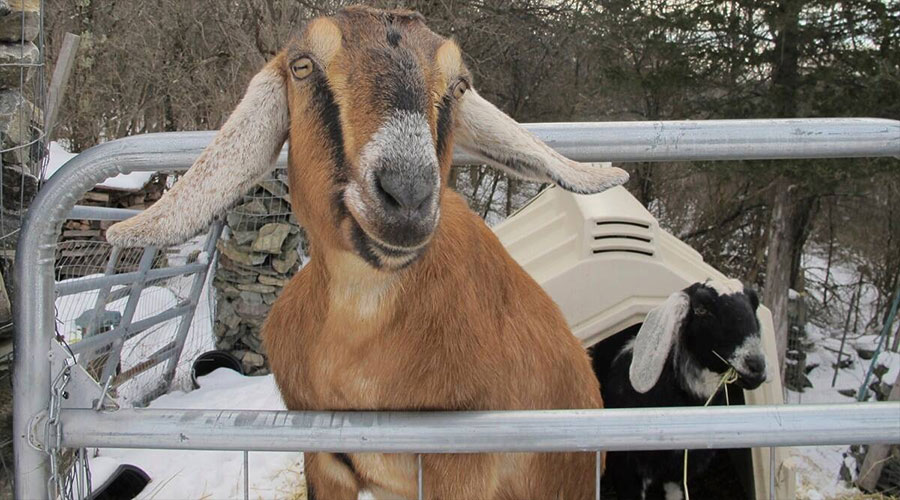 खेल मैदान बनाउँदै कुकुर र बाख्रो मेयर !