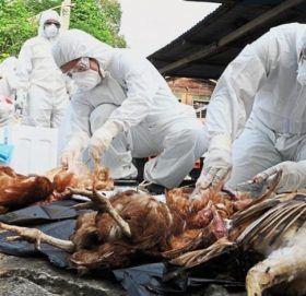 भारतमा बर्ड फ्लू, दक्षिणी नाकामा कडाइ