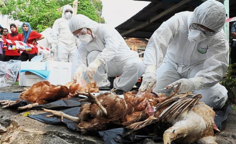 भारतमा बर्ड फ्लू, दक्षिणी नाकामा कडाइ