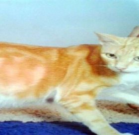 यो हो छेपारोले जस्तै रङ फेर्ने ५५ करोडको बिरालो !