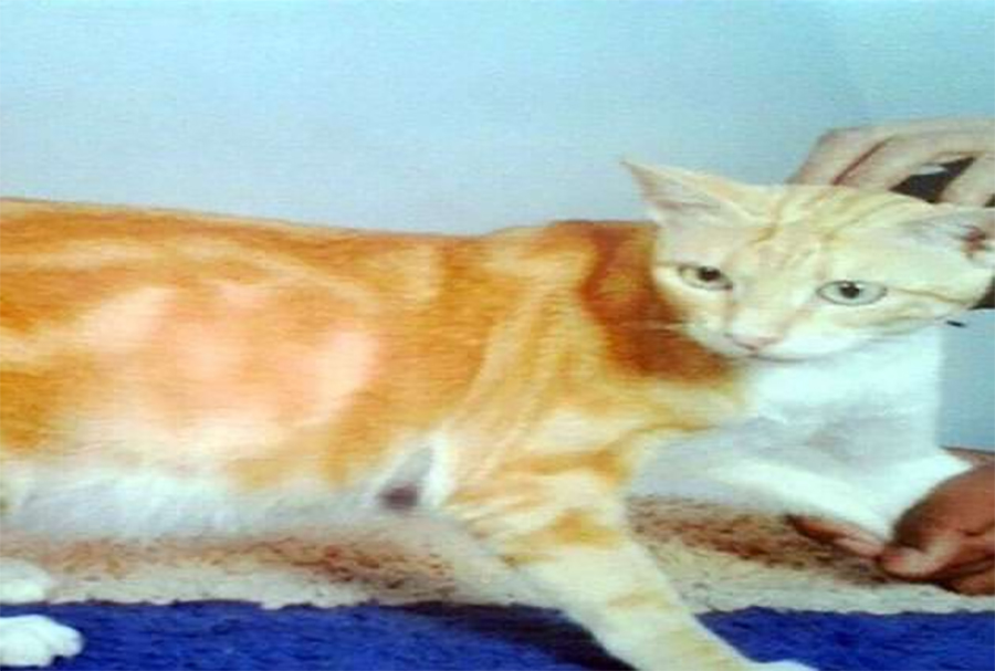 यो हो छेपारोले जस्तै रङ फेर्ने ५५ करोडको बिरालो !