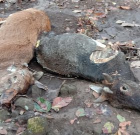 कैलालीमा मोटरसाइकलको ठक्करबाट गाईकाे मृत्यु, ३ जना घाइते