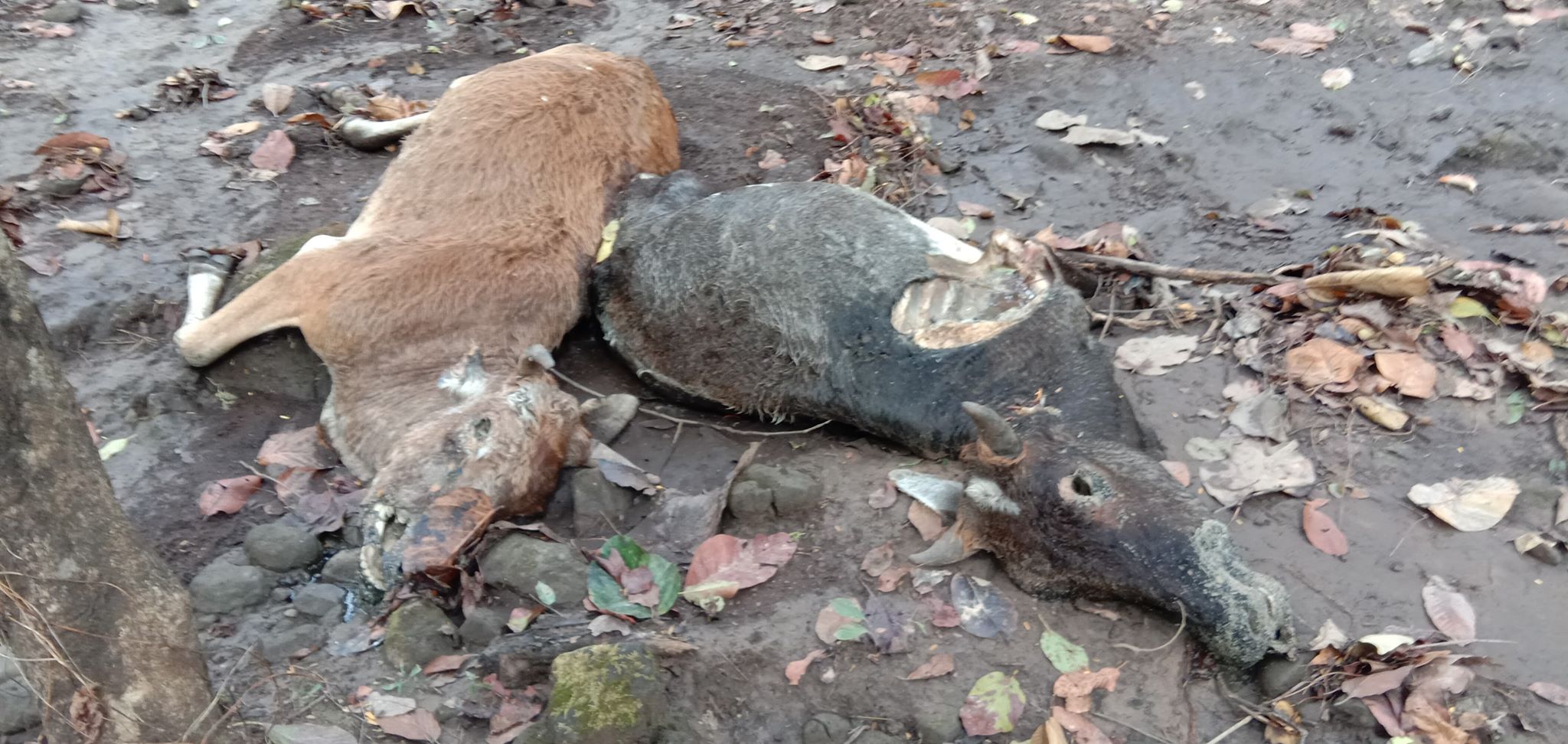 कैलालीमा मोटरसाइकलको ठक्करबाट गाईकाे मृत्यु, ३ जना घाइते