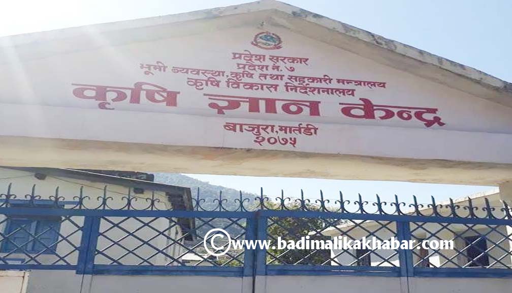 अविरल बर्षाका कारण बाजुरामा २ करोड बढिको अन्नबालीमा क्षेती