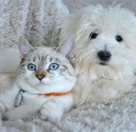 जापानमा चिन्ताजनक जन्मदर, बच्चाभन्दा कुकुर बिरालोको संख्या धेरै