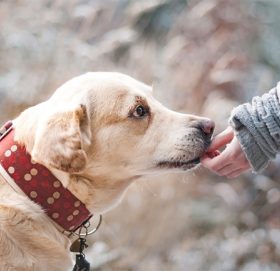 कुकुरलाई १५ रोपनी जग्गा अंश !