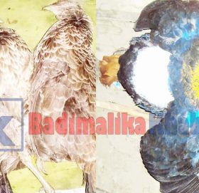 उच्च भागमा चिसो बढेसगैँ दुलर्भ बन्यजन्तुको चोरी शिकार