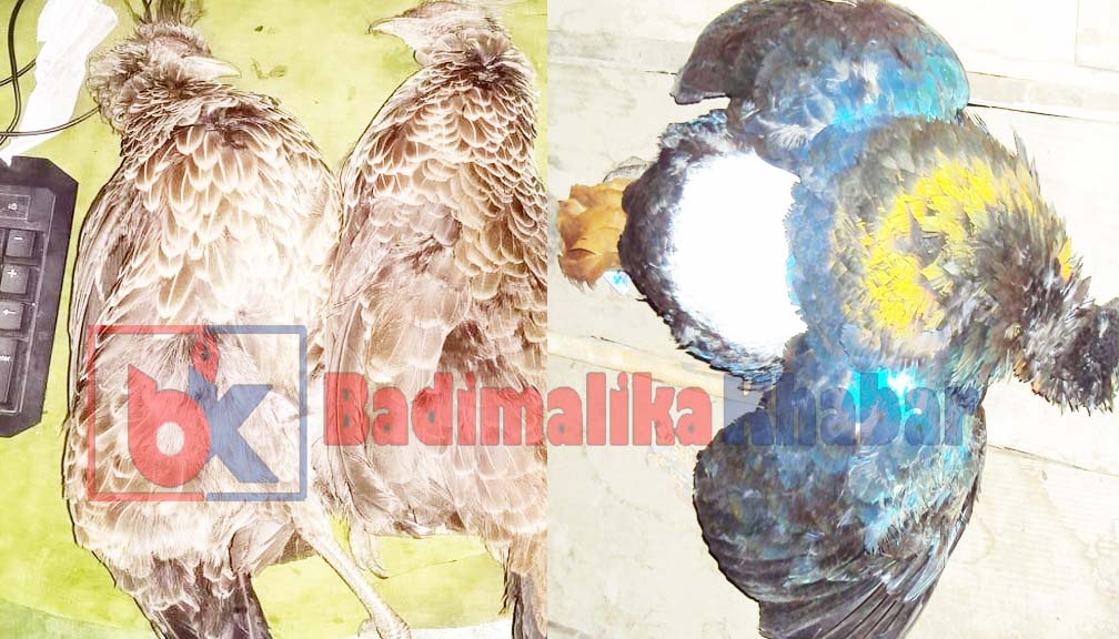 उच्च भागमा चिसो बढेसगैँ दुलर्भ बन्यजन्तुको चोरी शिकार