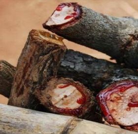 अनौठो रुख, जसलाई काट्दा रगत निस्किन्छ