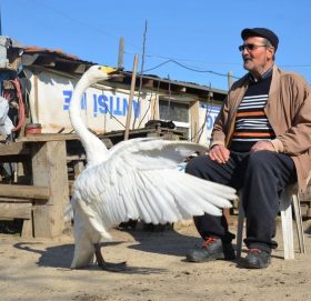 ३७ वर्षदेखि मानिसको साथी बनेको जंगली हाँसको कथा