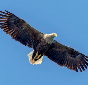 कङकङ चिल सात वर्षपछि नेपालमा