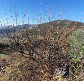 बडिमालिका नगरपालिका ७ मा दुई हजार वोट मेलका रूखमा नास्पाति कलमी  गर्ने