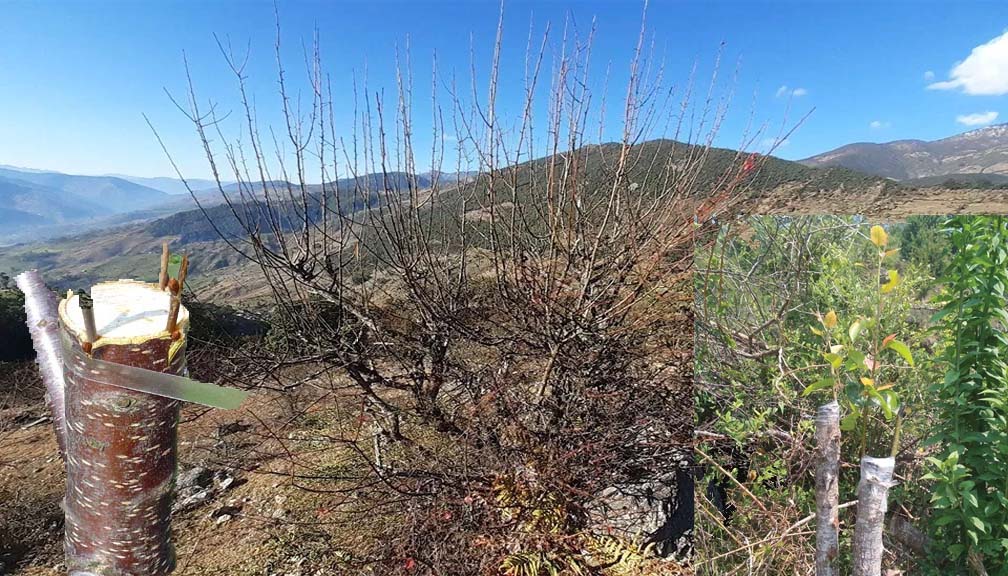 बडिमालिका नगरपालिका ७ मा दुई हजार वोट मेलका रूखमा नास्पाति कलमी  गर्ने