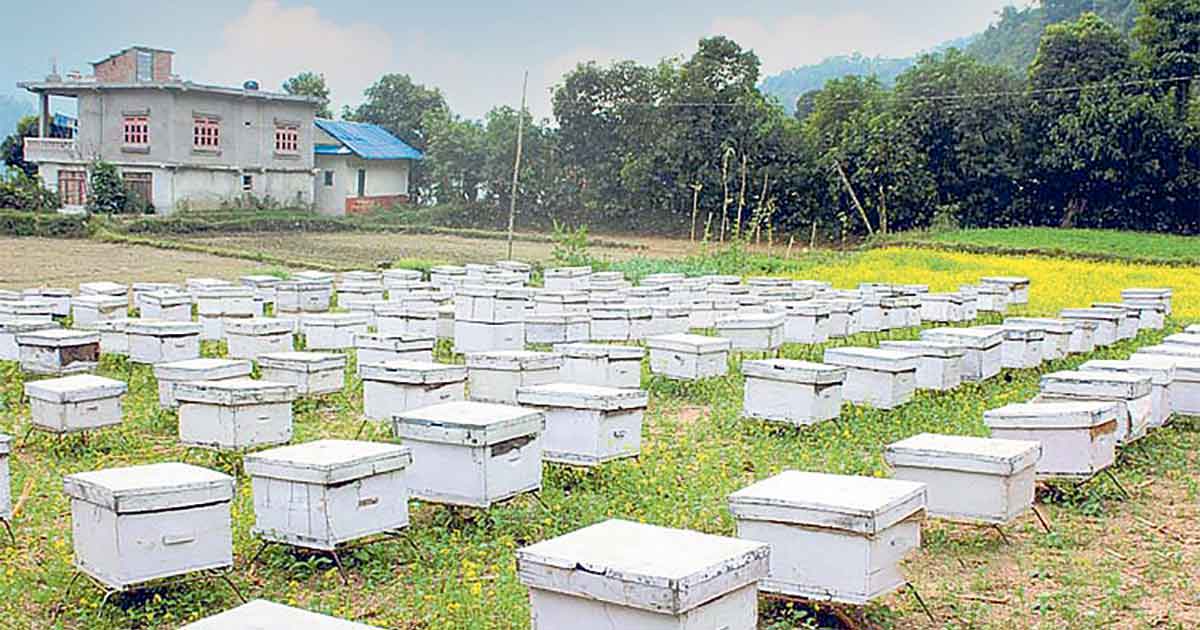 मह बेचेर ३५ लाख