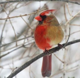 एउटै  शरीरमा आधा भाले र आधा पोथी अंश रहेको चरा भेटियो
