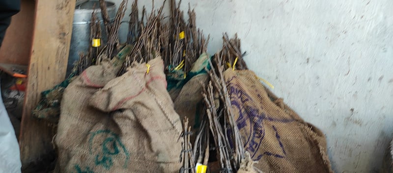 कृषि ज्ञान केन्द्र बाजुराको अगुवाईमा १ लाख २५ हजार विरुवा रोपीयो