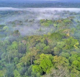फेसबुकमा बेचिदै अमेजनको जङ्गल !