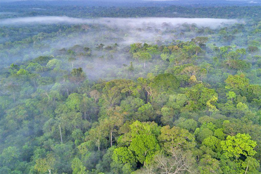 फेसबुकमा बेचिदै अमेजनको जङ्गल !