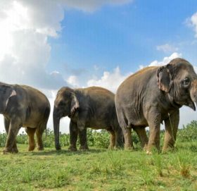 हात्तीलाई किन हुँदैन क्यान्सर ? अध्ययनको यस्तो खुलासा