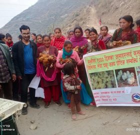 जगन्नाथ गाउँपालिका द्वारा सुनौलो हजार दिनका आमालाइ कुखुराका चल्ला वितरण