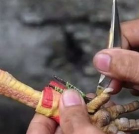 जुधाउनका लागि खुट्टामा चक्कु बाँधिएकाे भालेले लियाे मालिककाे ज्यान