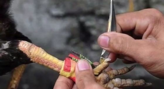 जुधाउनका लागि खुट्टामा चक्कु बाँधिएकाे भालेले लियाे मालिककाे ज्यान