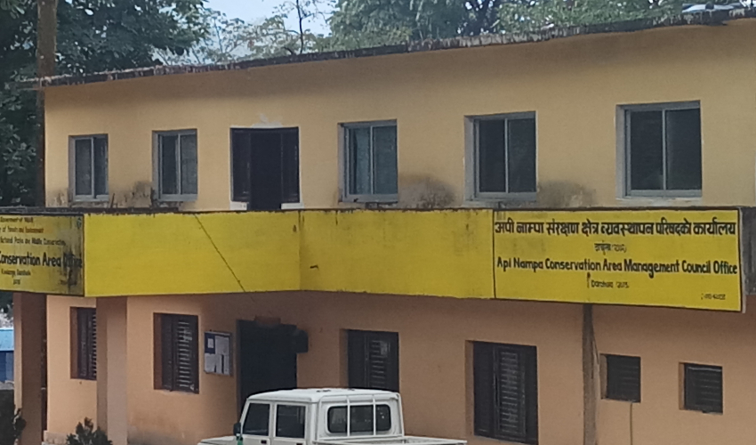 दार्चुलामा यार्सागुम्बा संकलन इजाजत खुला