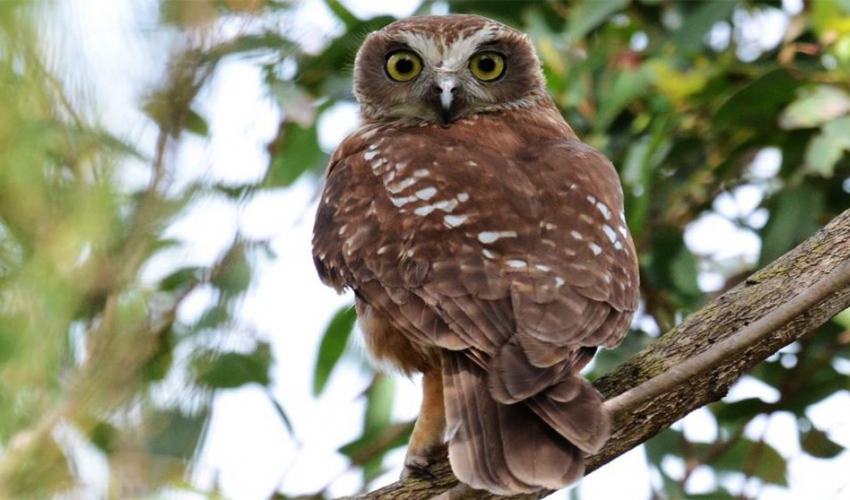 संरक्षित जिउँदो उल्लु चरासहित एक जना पक्राउ