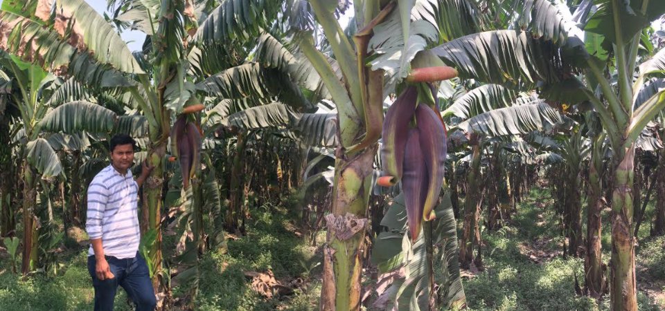 केरा व्यवसायमा रमाउँदै भट्टराई : १२ वर्षको निरन्तर प्रयासले बने सफल व्यवसायी