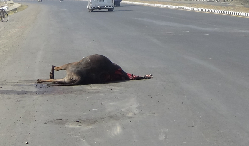 मोहनापुल–अत्तरिया ६ लेन सडकमा गाईको घाँटी रेटेर फालियो