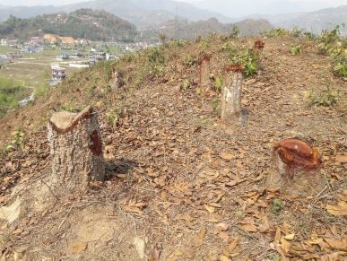 ठाडै सुकेका रुखका कारण वन नै उजाडियो