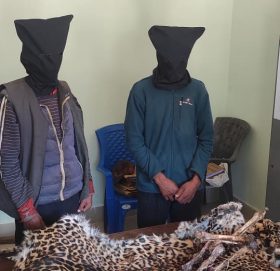 बाजुरामा चितुवाको छाला सहित २ जना पक्राउ, पत्रकार सम्मेलन मार्फत सार्बजनिक