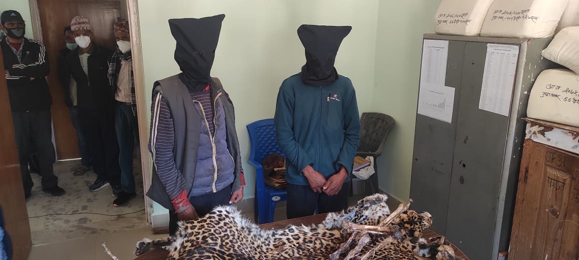 बाजुरामा चितुवाको छाला सहित २ जना पक्राउ, पत्रकार सम्मेलन मार्फत सार्बजनिक