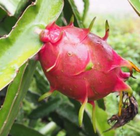 कञ्चनपुरमा पहिलोपटक व्यावसायिक ड्रागनखेती