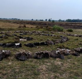 करेन्ट लागेर धमाधम मर्न थाले गिद्ध