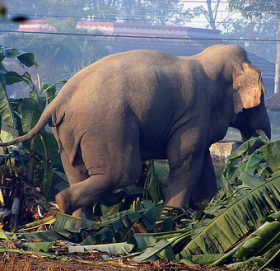 हात्तीको आक्रमणबाट सुनसरीमा एकको मृत्यु