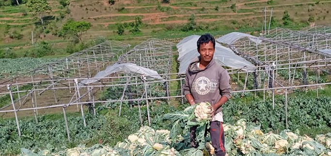 बजार नपाएको भन्दै किसानले उखेलेर फाले काउली