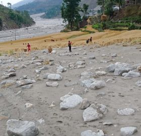 बाढि र असिनाले पाकेको गहुँवालिमा क्षति (भिडियाे सहित)