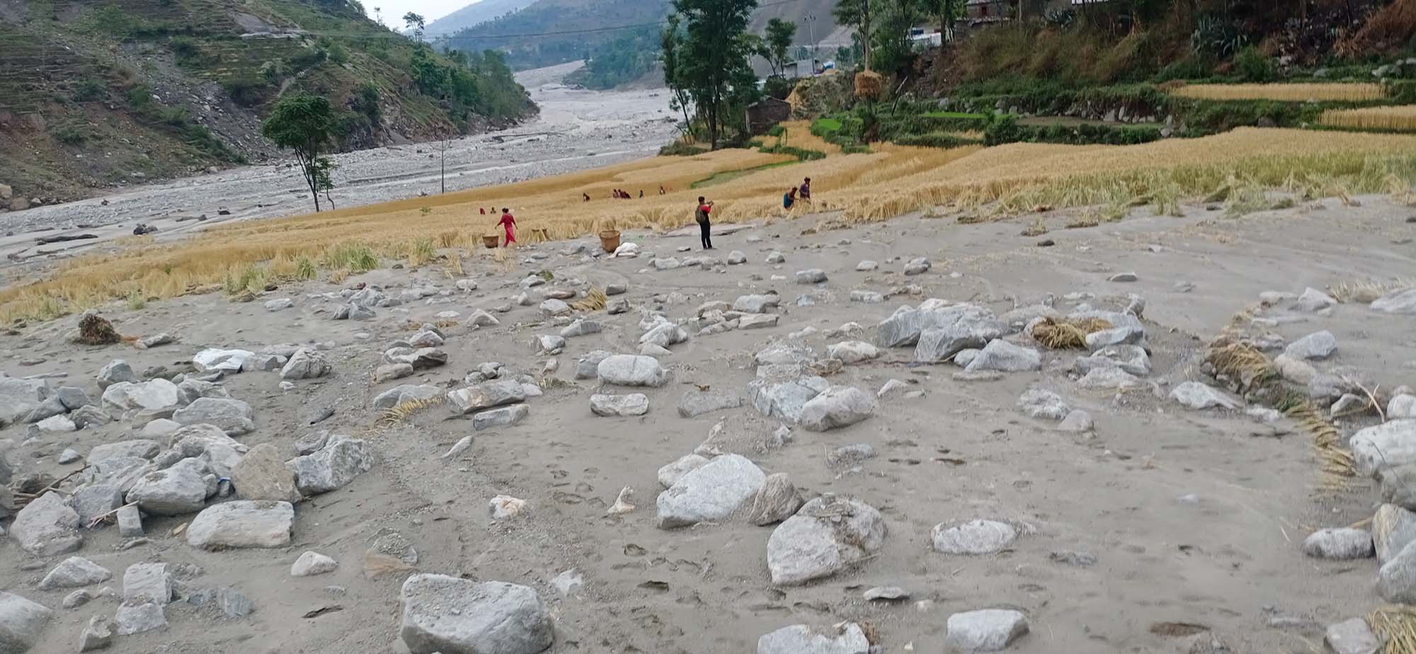 बाढि र असिनाले पाकेको गहुँवालिमा क्षति (भिडियाे सहित)