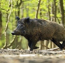 जंगली बदेलको आतङ्कले अन्नबाली नष्ट गर्दा किसान हैरान